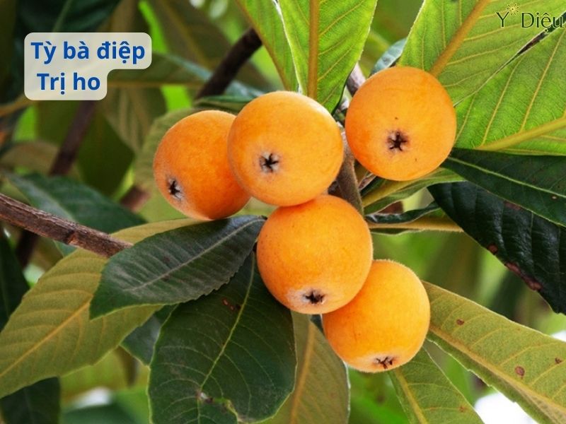 Tỳ Bà Điệp – Bí Quyết Trị Ho Tự Nhiên Hiệu Quả Lành Tính